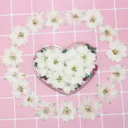 120pcs Pressed Dried White Consolida Ajacis Flower Plants Herbarium For Resin Jewellery Making Postcard Frame Phone Case Craft DIY