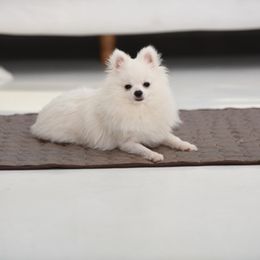 Dog Cooling Mats Australia New Featured Dog Cooling Mats At Best