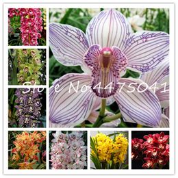 100 Christmas Orchid Flowers Seeds Angraecum Rare Bonsai Plants in Home Garden 100 Christmas Orchid Flowers Seeds Angraecum Rare Bonsai Plants in Home Garden