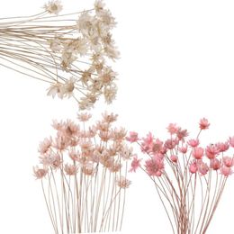 Wholesale Mini Dried Flowers Buy Cheap In Bulk From China Suppliers With Coupon Dhgate Com