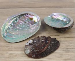 seashell aquariums