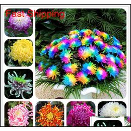 C10 Yardwe 50PCS Chrysanthemum Flower Seeds Garden Seeds for Planting for Indoor Outdoor Potted Plants Bonsai Home Garden Balcony