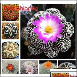 50 Pcs Super Rare African Cactus Succulent Plants Bonsai Seeds Purify Air Bonsai 