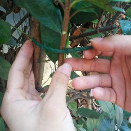 100Pcs Garden Vegetables Tomato Vine Stalks Grow Upright Support Plant Clips d6 100Pcs Garden Vegetables Tomato Vine Stalks Grow Upright Support Plant Clips d6