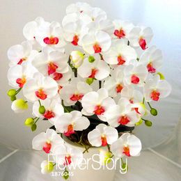 100 orchid seeds real Phalaenopsis Big white flower! 100 orchid seeds real Phalaenopsis Big white flower!