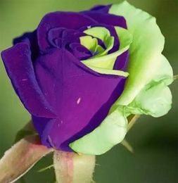 rare flowers world canada