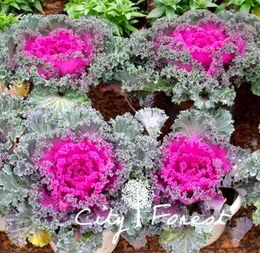 Meilleur De Ornamental Kale Nz Spot And Stripe