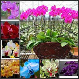 Orchidee Samen Kaufen