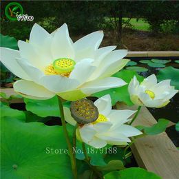 shop aquatic plants seeds