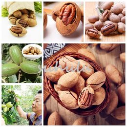 Nut and fruit trees for sale in bulk