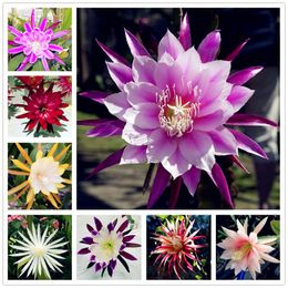 100 bell orchid seeds flower seeds rare beautiful seeds for home decoration and wedding decoration
