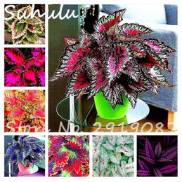 discount dragon flower plant dragon flower plant 2019 on sale at