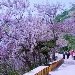 Viveros Barber Venta Online Plantas De Vid Tintas