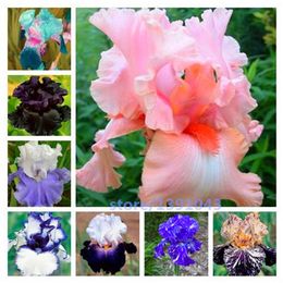 Grosshandel Iris Blumen Gunstig Online Von Chinesischen Herstellern Kaufen Dhgate Com Deutschland