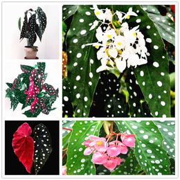 rare begonia bonsai flower flowers potted 100 pcs Begonias brighten point seeds rare begonia bonsai flower flowers potted 100 pcs Begonias brighten point seeds