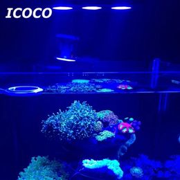 reef aquarium fishes australia
