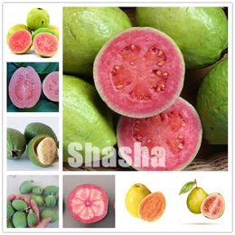20 PCS Seeds Passion Fruit Bonsai Organic Heirloom Plants NON-GMO Best Quality Y 