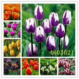 Flowers Tulips Very Beautiful Rare Plants Home Garden Symbolizes Love 200 Seeds 