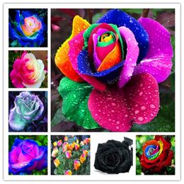 200Pcs Rare Rainbow Rose Flower Seeds Multi-color Plants Home s Garden E5N0