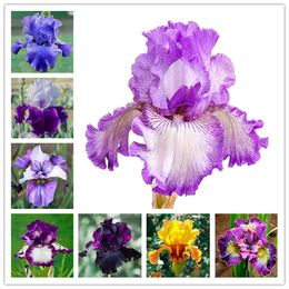 Grosshandel Iris Blumen Gunstig Online Von Chinesischen Herstellern Kaufen Dhgate Com Deutschland