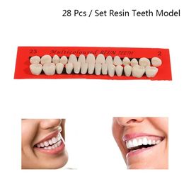 28pcs/set modelo de dientes artificiales dentaduras postizas duraderas dentadas de dientes postizos de dientes dentales de enseñanza dental dientes dedicados calientes