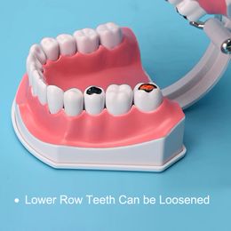 2x PVC Matériel Grand modèle de dents dentaire (28 dents) Dentiste Étudiant Instrument Instrument Baby Oral Teaching Access