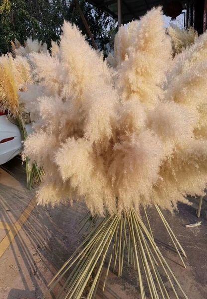 30 pouces mariage Pampas Pampas décor de grande taille de plumes moelleuses Fleurs de mariage des plants de fleurs séchées blanches naturelles C11114730350