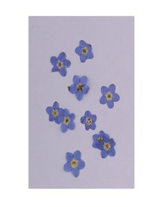30 pièces Natural ForgetMenot Embellissements de fleurs séchées réelles Accessoires d'art Nail pour le bricolage de Téléphone Resin Ornement8632965