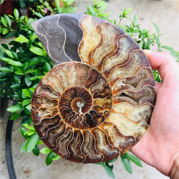 300-800g Fossiles de Madagascar de grande taille Ammonite irisée Pierres naturelles et minéraux Spécimen + Stand 201125