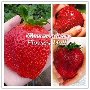 Wholesale strawberry seeds resale online - 100 True Variety Giant strong strawberry seeds strong bonsai Fruit Strawberry seeds True Variety Large type home gardening DIY
