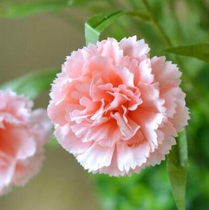 Verklig Touch Artificial Carnations Silk Flower Carnation Mors present Hem Dekorationer Lycklig mors dag Vardagsrum Hylla Gratis frakt