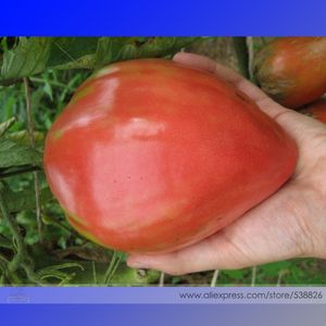 Pomodoro rosa oxheart di cimeloom Semi organici confezione professionale semi confezione vecchia varietà di varietà del patrimonio vegetale NF724