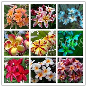 100 Pcs  Bag Seeds Hawaiian Plumeria Bonsai Frangipani Lei Flower Rare Exotic Egg Flower Mixed Colors Flore DIY Home Garden Planting