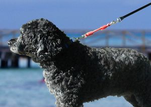 Attache élastique pour laisse d'extension d'amortisseur pour chien, évite les blessures au bras et à l'épaule pour éviter que les chiens ne se blessent, idéal pour marcher