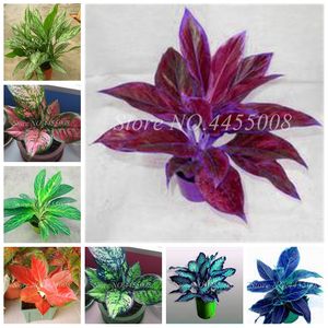 300 pcs Seeds Colorful Aglaonema 'Pink Dud' Beautiful Outdoor Mosaic Plants Rare Potted Plant Flower,Purifying Air Flower For Sale