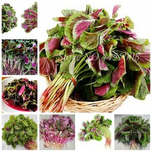 Rare Amaranthus Tricolor Herb Bonsai Tasty Fragrant Non-GMO Vegetables Bonsai Plant High Germination Rate 200 Pcs   Bag Seeds Potted