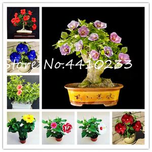 200 Pcs bag Rainbow Dwarf Hibiscus Bonsai Plants seeds Flower Chinese Diy Plant Hibiscus Plants Gift For Your Kids Easy to Grow Home Garden