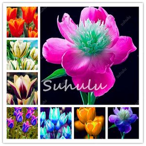 Seltene Tulpe großhandel-Zeitlimit PC Bunte Tulip Pflanzen Seltene Bonsai Blumensamen Ice Cream Wie Schöne Tulpen Topf Perennial für Hausgärten Decor