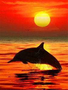 5D Diamond embroidery dolphin sunset diy diamond painting cross stitch kit resin full square&round diamond mosaic home decor gift BB1462