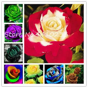 Bonsai Rrare Exotic 200 Pcs Seeds Rose Plants Rainbow Roses Bonsai Flowers Perennial Garden Jardim Plante Loss Promotion