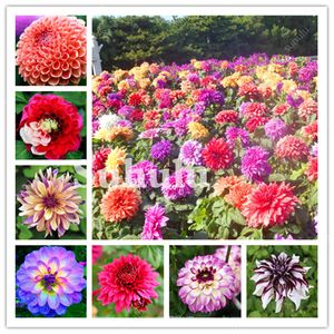 300 stks Kleurrijke Dahlia Bonsai Zaden Chinese Zeldzame Jardin Charmante Bloem Mooie Perennial Indoor of Outdoor Plant voor Thuis Tuin