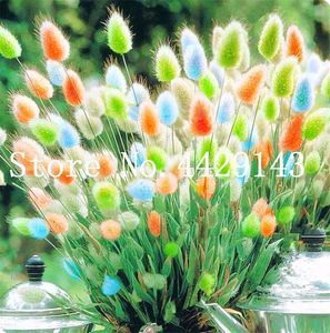 Hot Sale Rabbit Tails Grass Plant Ornamental Grasses Bonsai plant seeds for Home Garden Potted Plants Decor the Budding Rate