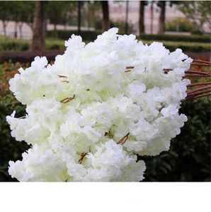 begonia 6p