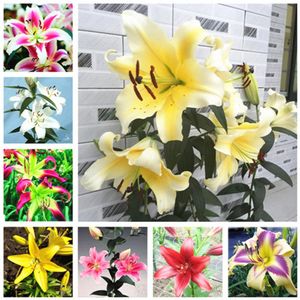 50pcs seeds / bag Double lily bonsai indoor potted flower plants pot perfume Purify The Air Absorb Harmful Gases The Budding Rate 95% Variety of Colors Aerobic Potted