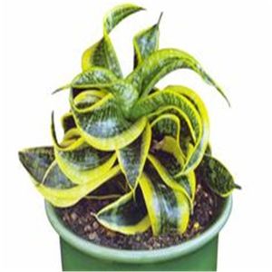 100pcs Sansevieria Showy Flower Seeds for Bonsai Plants Purify The Air Absorb Harmful Gases Garden Decorations The Germination Rate 95% Fast Growing Planting Season