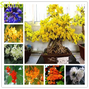 New Variety 10pcs Sweet scented fragrans Osmanthus Seeds Garden Indoor Flowers Balcony & Courtyard Purifying Air Bonsai Plant All for the garden