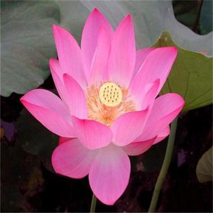 Garden Decorations 10pcs Water Lily Lotus Flower Seeds Bonsai Rare Plant for Home Courtyard Planting Absorb Radiation