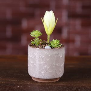 Gelo rachado mini flor cerâmica pote colorido flowerpot para decoração de desktop Meaty plantas em vasos plantadores 8 cores Transporte marítimo HHE4223