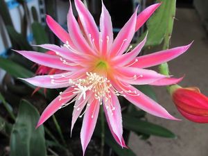 Garden Decorations 100pcs broadleaved epiphyllum Epiphany Flower Seeds Bonsai Rare Plant for Home Courtyard Planting Beautifying And Air Purification