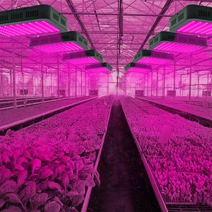 Schnell Wachsende Pflanzen großhandel-Schnelle Lieferung W W Voll Spektrum Lampenperlen Pflanzenlampe Einzelsteuerung Premium Material wachsen Beleuchtet schwarz